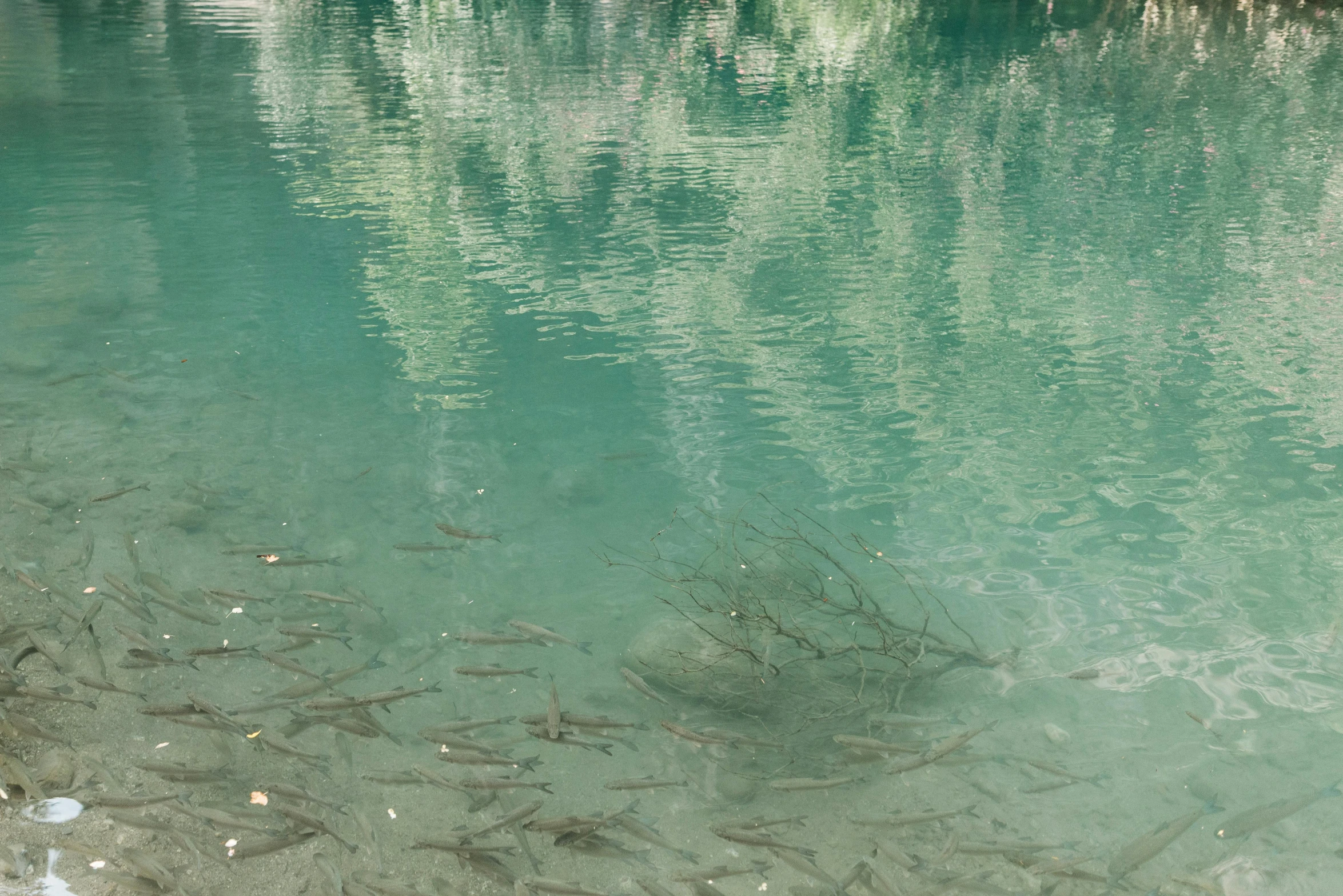 a body of water with trees in the background, by Elsa Bleda, hurufiyya, fish swimming around, lago di sorapis, school of fish, st cirq lapopie