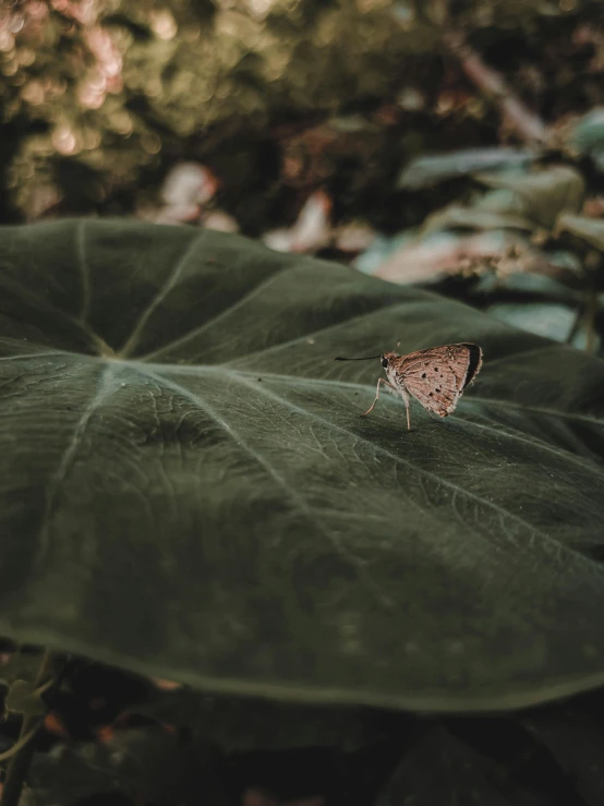 a butterfly sitting on top of a green leaf, by Matija Jama, pexels contest winner, sumatraism, desaturated, high quality photo, photo on iphone, tourist photo