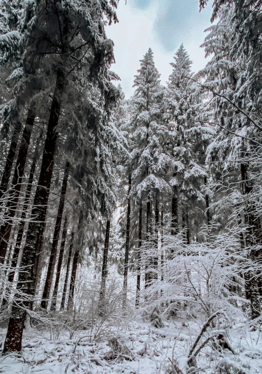 a forest filled with lots of snow covered trees, inspired by Ivan Shishkin, pexels contest winner, photo of zurich, grey, tall, 8k resolution”