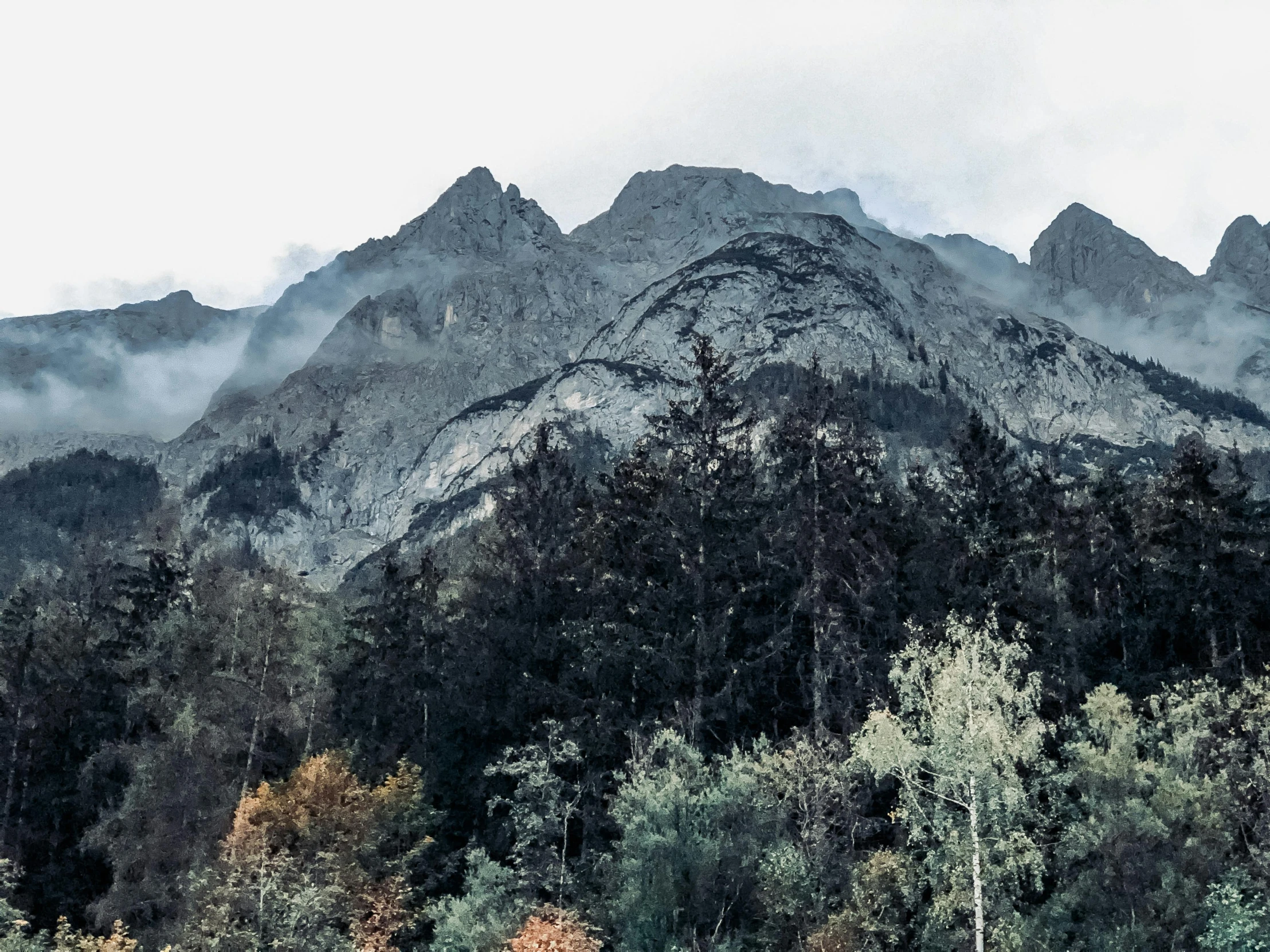 a herd of cattle grazing on top of a lush green field, by Johannes Voss, pexels contest winner, romanticism, detailed trees and cliffs, ominous! landscape of north bend, autumn mountains, grey mist