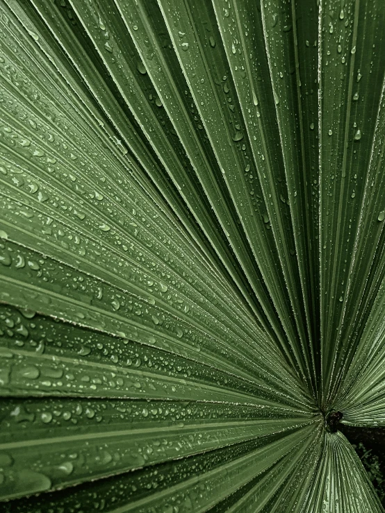 a green palm leaf with water droplets on it, by Jan Rustem, parasols, ilustration, coated pleats, rain sensor