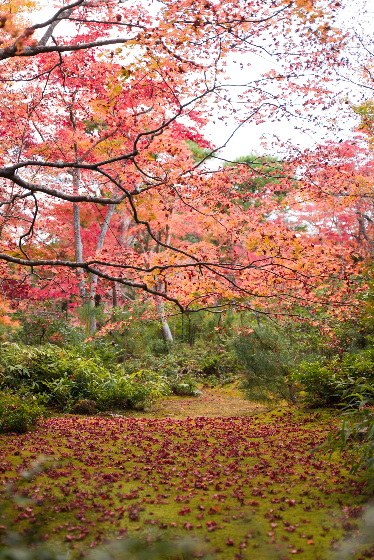 a forest filled with lots of red leaves, unsplash, sōsaku hanga, pink and orange, exterior botanical garden, 2 5 6 x 2 5 6 pixels, new zealand