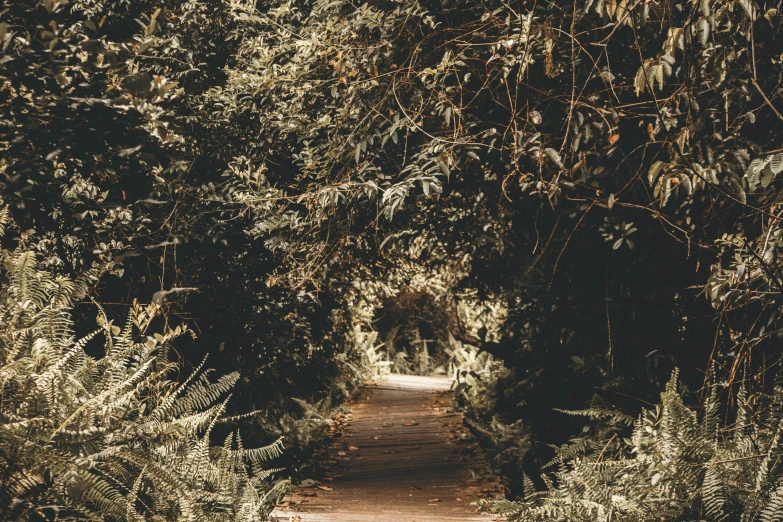 a path in the middle of a lush green forest, inspired by Elsa Bleda, unsplash contest winner, an archway, sepia photography, sydney park, forest picnic