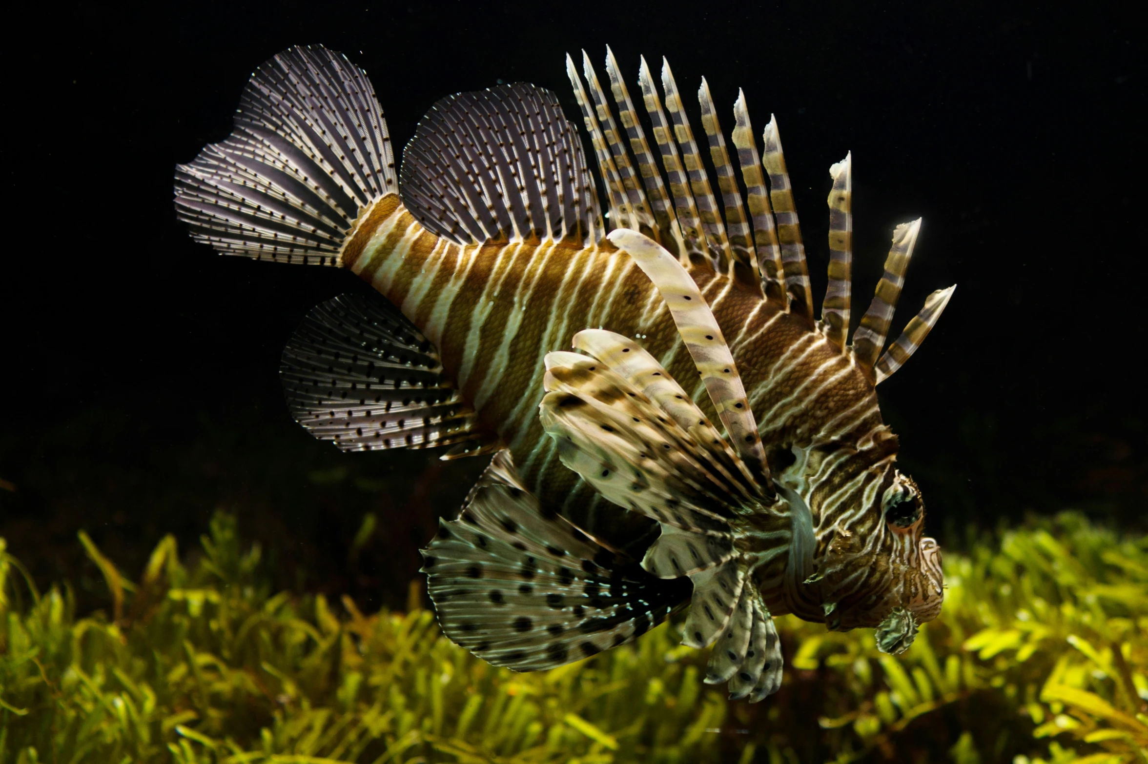 a close up of a fish in an aquarium, long flowing fins, lion fish, leafy sea dragon, on a dark background