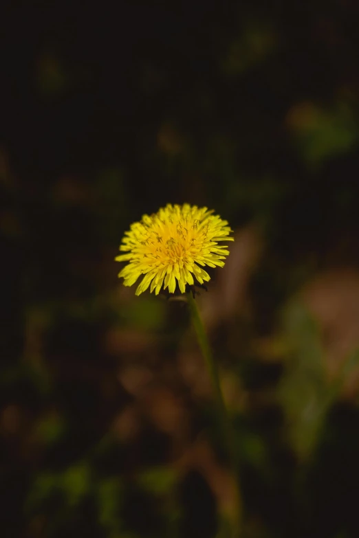 a yellow flower sitting on top of a lush green field, a macro photograph, unsplash, minimalism, paul barson, during the night, yellow fur, brown