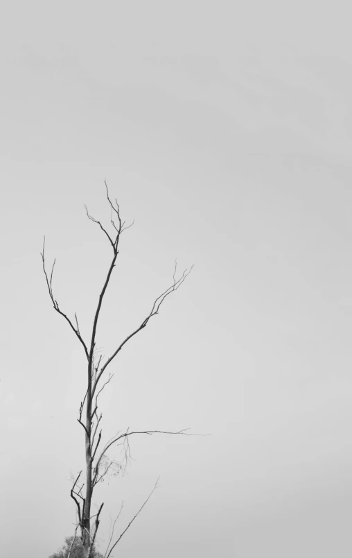 a black and white photo of a dead tree, unsplash, postminimalism, minimalistic!! simple, -n 6, minimalist photo