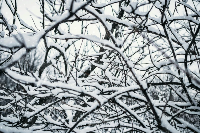 a black and white photo of snow covered branches, a photo, unsplash, visual art, artwork, snow camouflage, aleksander rostov, birds and trees