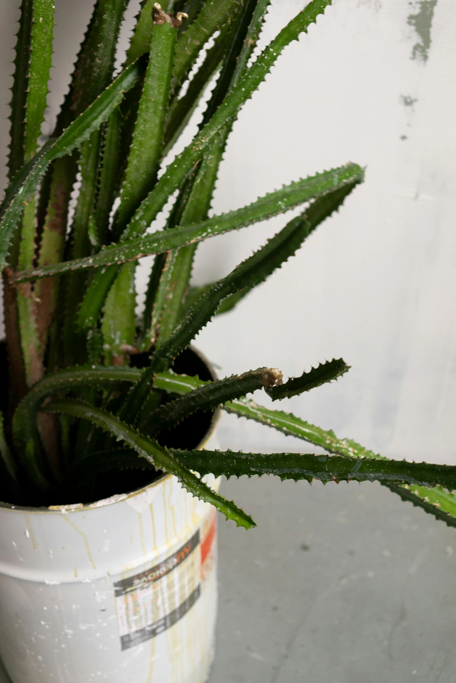 a close up of a potted plant on a table, auto-destructive art, glossy white metal, jagged edges, spines, taken in the early 2020s