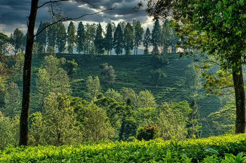 a group of trees sitting on top of a lush green hillside, an album cover, by Peter Churcher, pexels contest winner, sumatraism, tea, unmistakably kenyan, late afternoon light, cottagecore