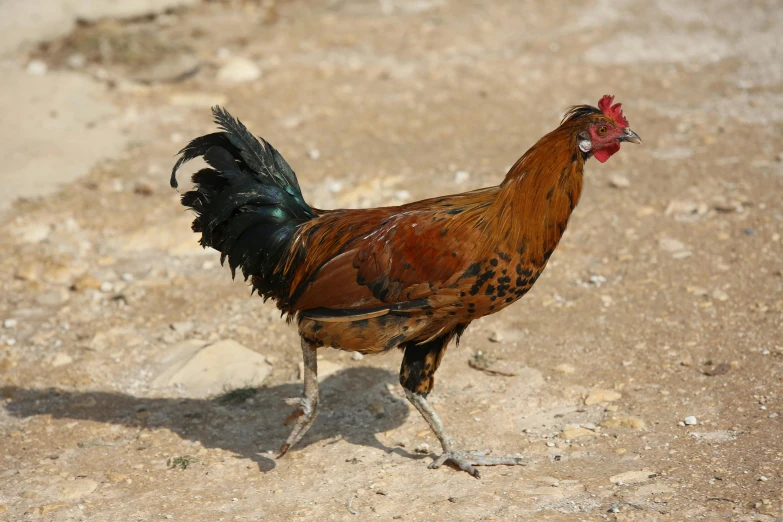 a brown and black rooster walking across a dirt field, slide show, multiple stories, malaysian, jen atkin