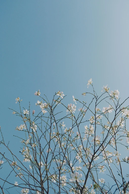 a tree with white flowers against a blue sky, trending on unsplash, minimalism, ilustration, low quality photo, 中 元 节, color photograph