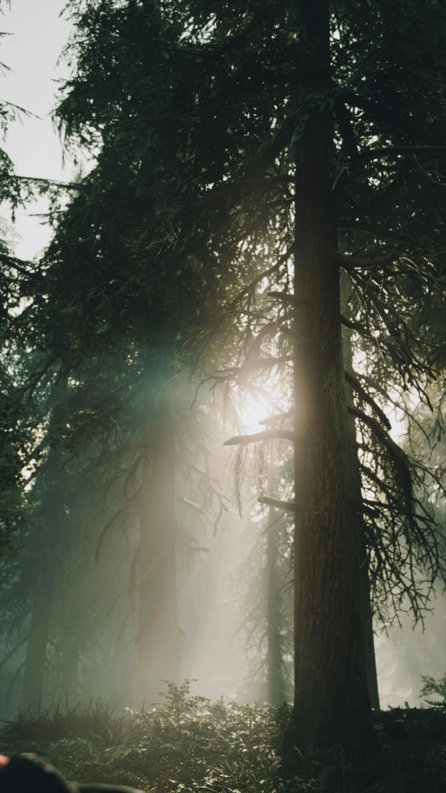 a person riding a motorcycle through a forest, an album cover, inspired by Elsa Bleda, romanticism, in a foggy redwood forest, sunrays shine upon it, a still of an ethereal, pine