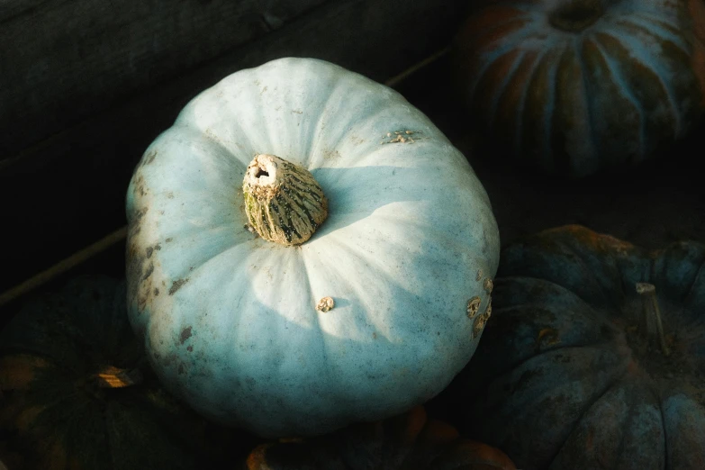 a blue pumpkin sitting on top of a pile of pumpkins, a macro photograph, inspired by Elsa Bleda, unsplash, baroque, pale bluish skin, rectangle, ignant, grey-eyed