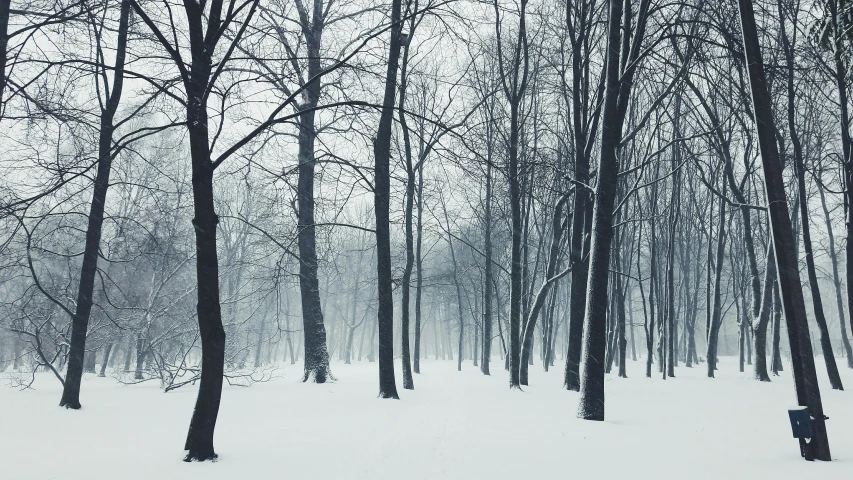 a bench sitting in the middle of a snow covered forest, an album cover, inspired by Pierre Pellegrini, unsplash contest winner, baroque, ((trees)), under a gray foggy sky, medium format. soft light, alessio albi