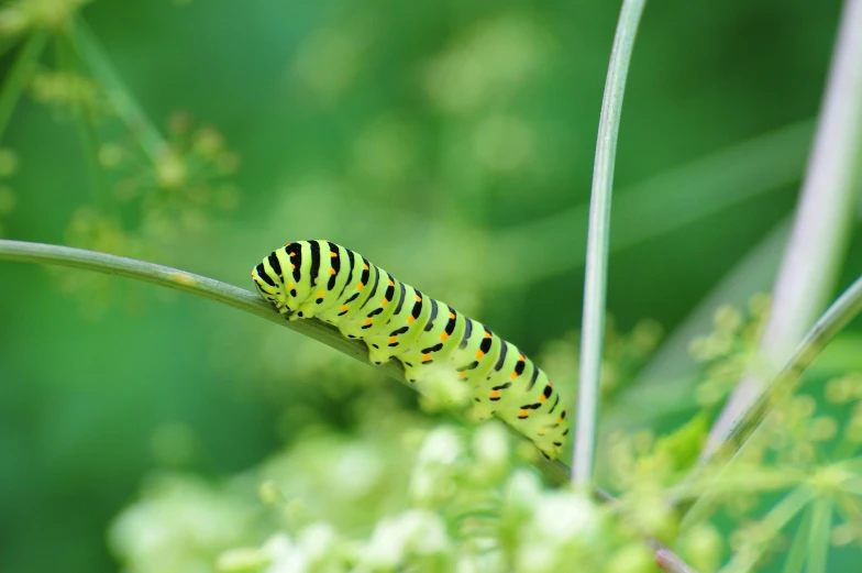 a close up of a cater on a plant, a picture, inspired by Richard Doyle, unsplash, happening, the caterpillar, painted pale yellow and green, getty images proshot, low-angle