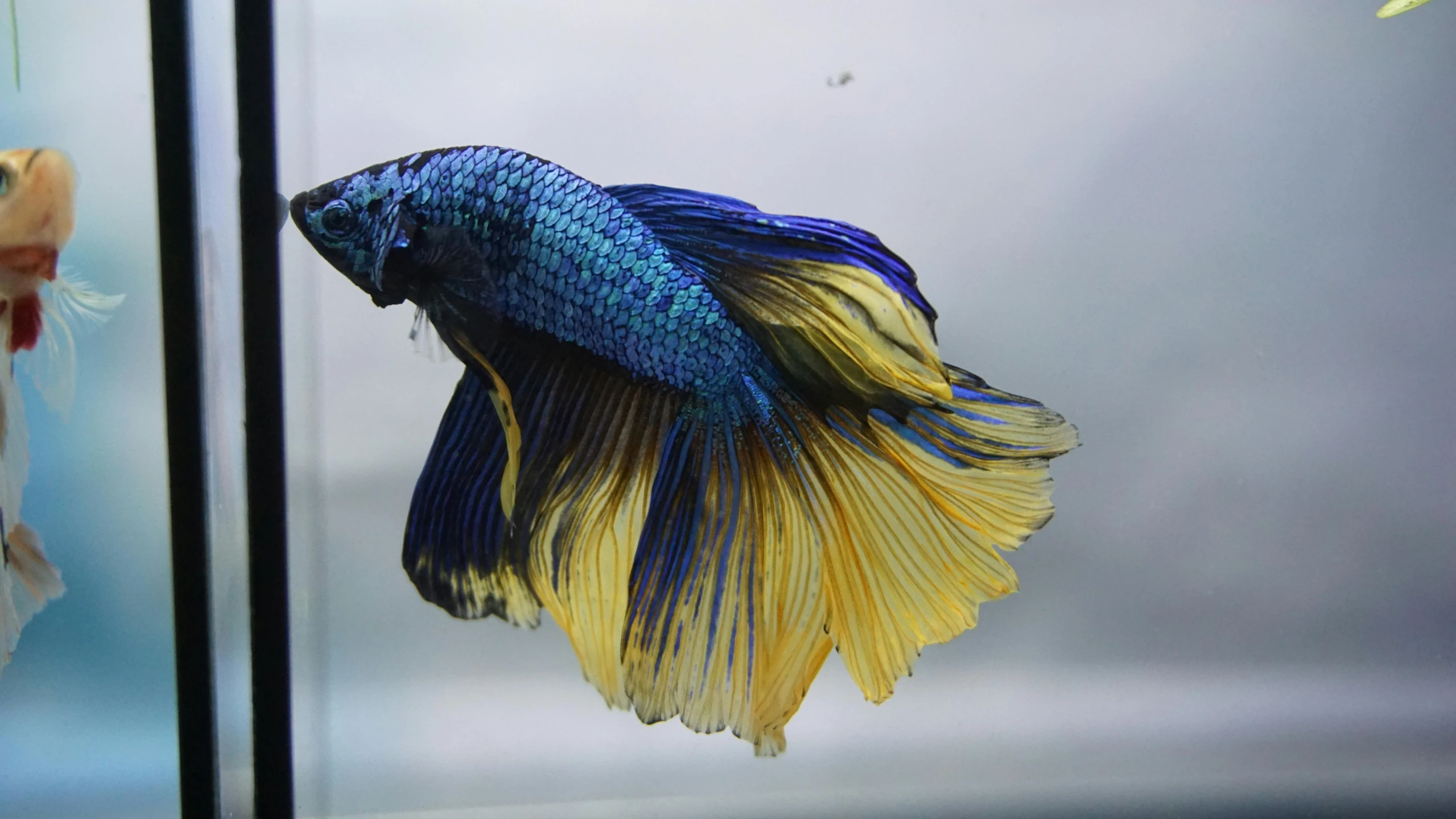 a close up of a fish in a tank, a colorized photo, by Meredith Dillman, pexels contest winner, photorealism, blue and yellow gradient, betta fish, doing a majestic pose, photographed for reuters