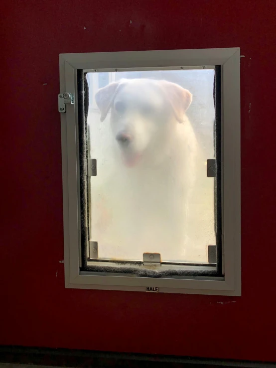 a white dog looking out of a red door, featured on reddit, realism, looking through frosted glass, full body framing, 1 6 x 1 6, photograph taken in 2 0 2 0