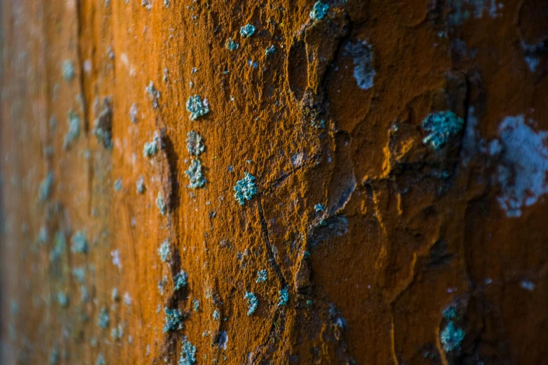 a close up of a rusted tree trunk, a detailed painting, unsplash, rusty metal towers, 8k 50mm iso 10, cyan and orange, gritty image
