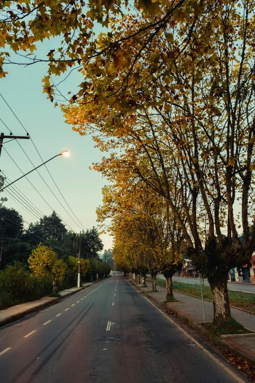 a street lined with trees and power lines, chile, golden hour cinematic, autumnal, clean streets