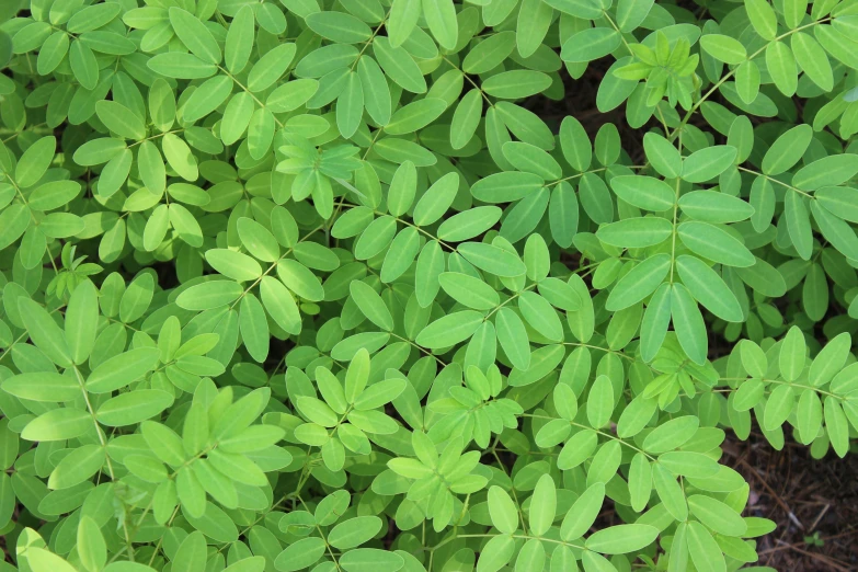 a close up of a plant with green leaves, various sizes, birdseye view, thumbnail, waneella