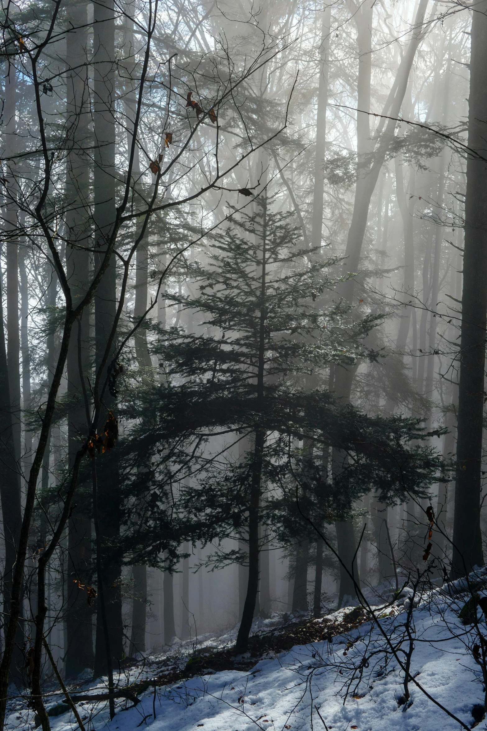 a forest filled with lots of trees covered in snow, by Neil Blevins, unsplash contest winner, backlit fog, william penn state forest, taken in the late 2010s, gothic fog