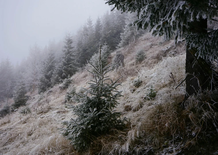 a group of trees sitting on top of a snow covered hillside, by Adam Szentpétery, hasselblad photography, overgrown forest, moist foggy, slide show