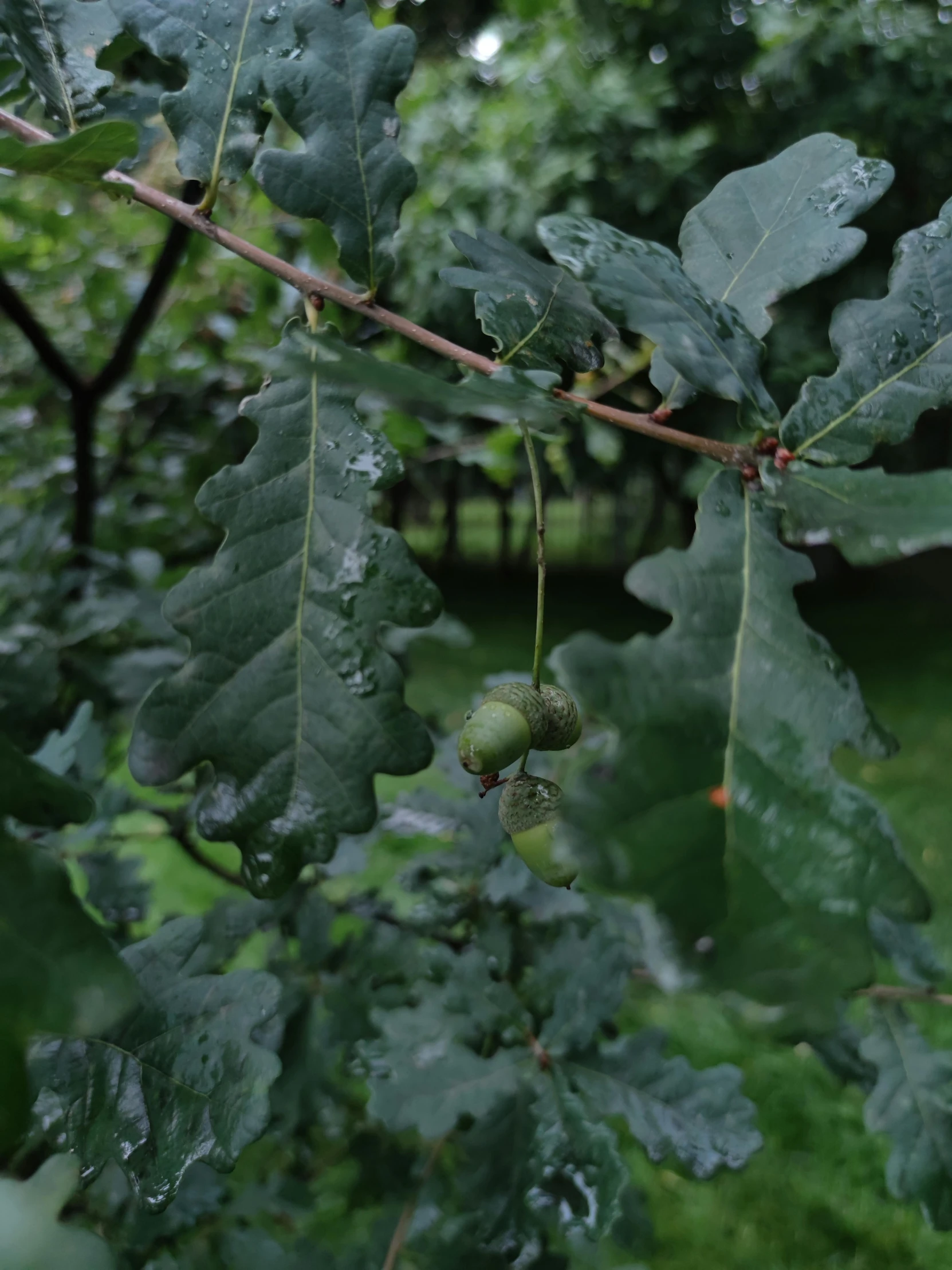 a close up of a leaf on a tree, oak acorns, in a verdant garden, while it's raining, with fruit trees