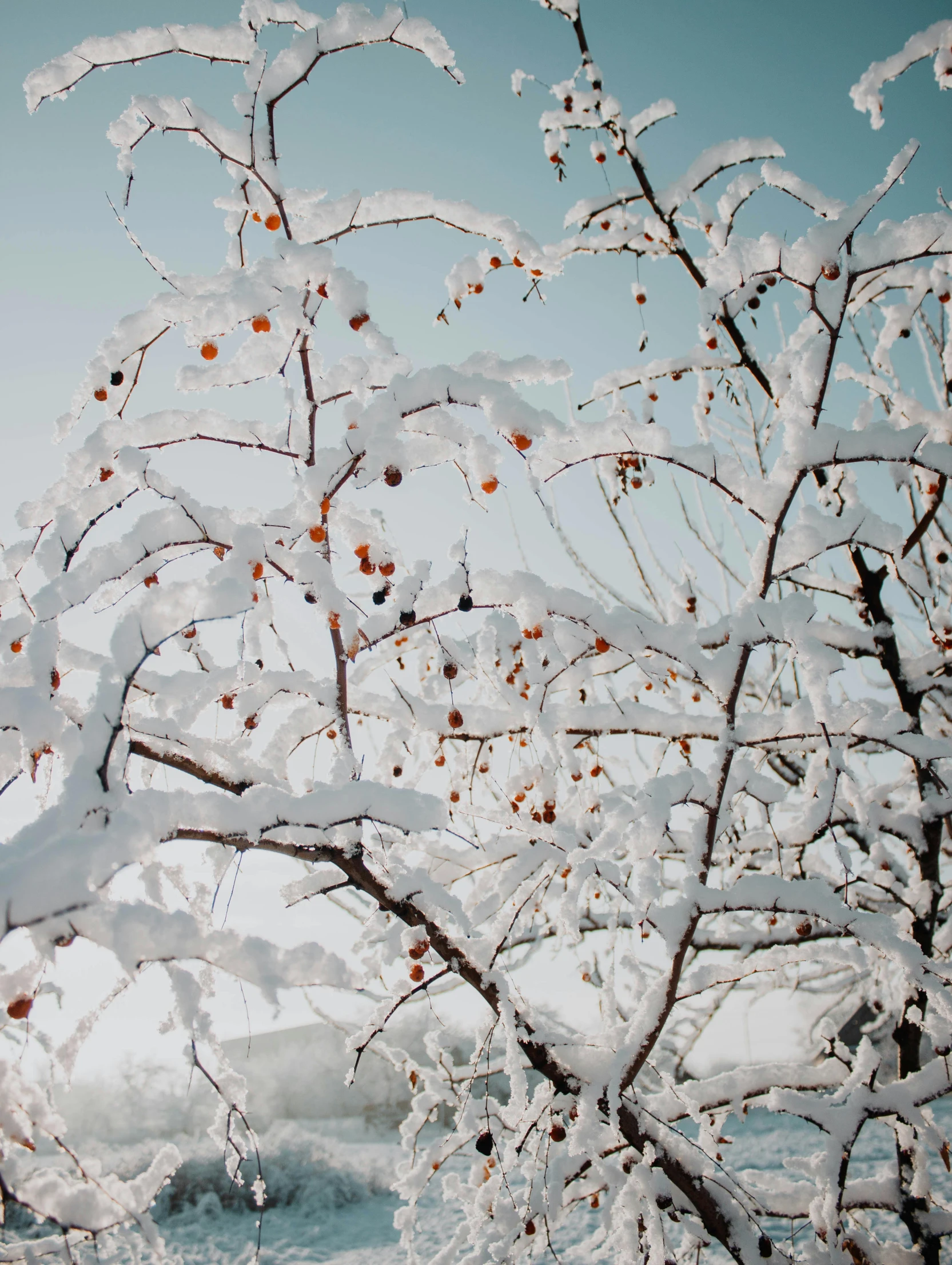 a tree covered in snow next to a body of water, inspired by Elsa Bleda, trending on unsplash, with fruit trees, low angle photo, berries inside structure, taken on iphone 14 pro