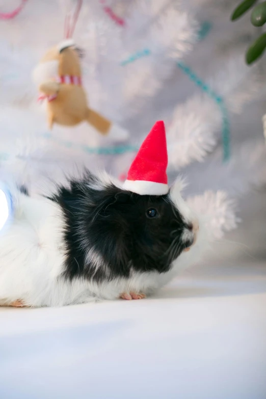a small black and white dog wearing a santa hat, a picture, by Julia Pishtar, shutterstock contest winner, renaissance, photo of a hamster, 15081959 21121991 01012000 4k, miniature pig, party hats
