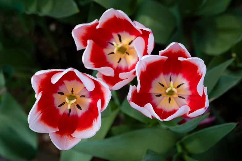 three red and white flowers with green leaves, by David Garner, pexels contest winner, tulip, high view, highly ornamental, youtube thumbnail