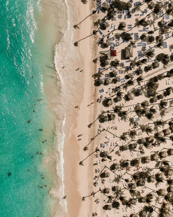 an aerial view of a beach with palm trees, pexels contest winner, happening, thumbnail, tan complexion, front facing, caribbean