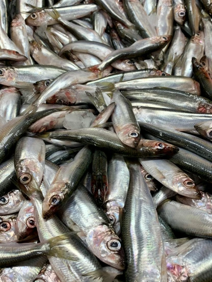 a pile of small fish sitting on top of a table, short light grey whiskers, thumbnail, wētā fx, on ship