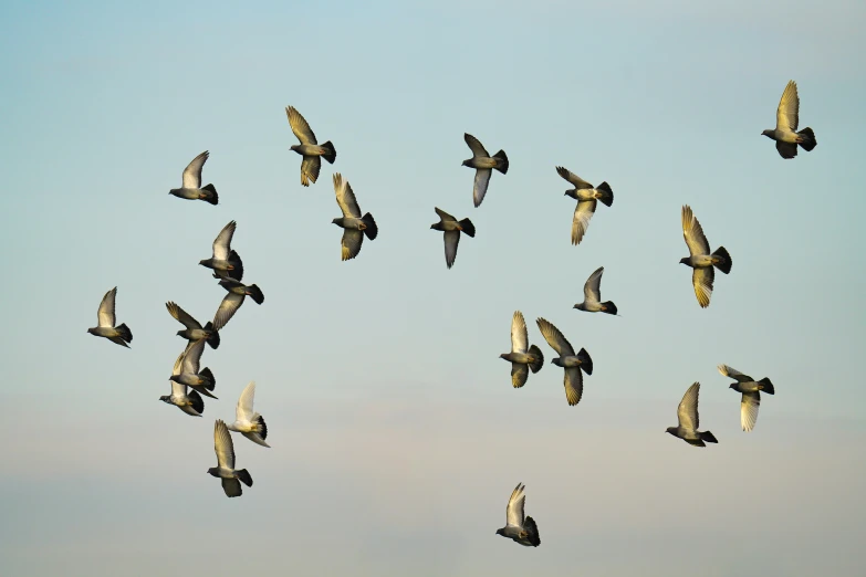 a flock of birds flying through a blue sky, by Paul Bird, pexels contest winner, pigeon, flying beetles, early evening, dwell