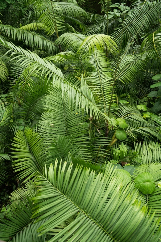 a forest filled with lots of green plants, inspired by Thomas Struth, sumatraism, palm pattern visible, cuba, a close-up, amongst foliage