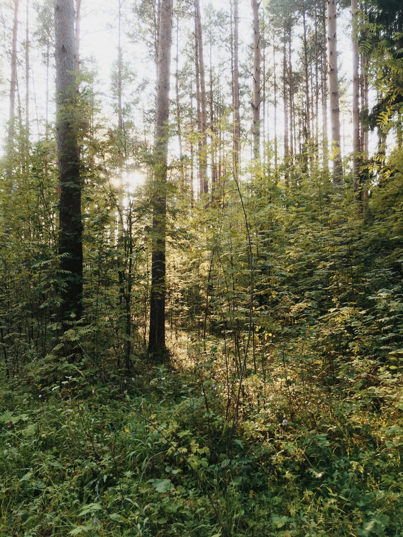 a forest filled with lots of tall trees, an album cover, by Grytė Pintukaitė, unsplash, 2 5 6 x 2 5 6 pixels, late summer evening, 2000s photo, low quality photo