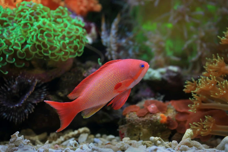 a close up of a fish in an aquarium, all red, coral reefs