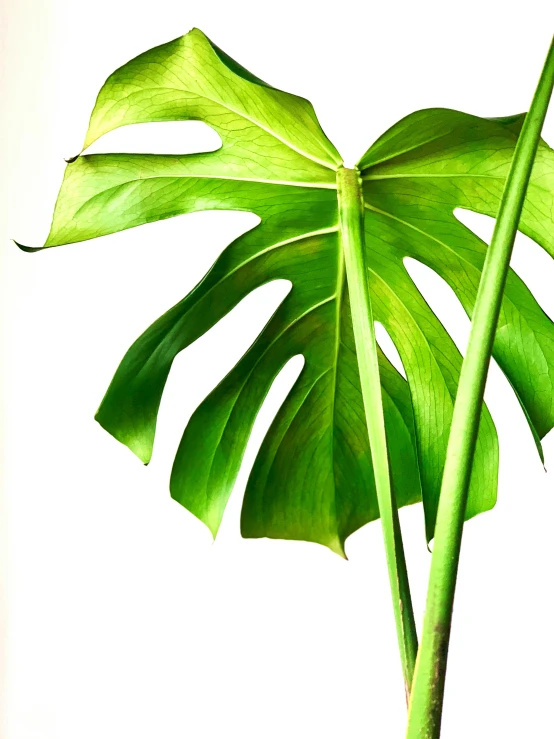 a close up of a plant with a white background, by Gavin Hamilton, platon, monstera deliciosa, large tall, green flags