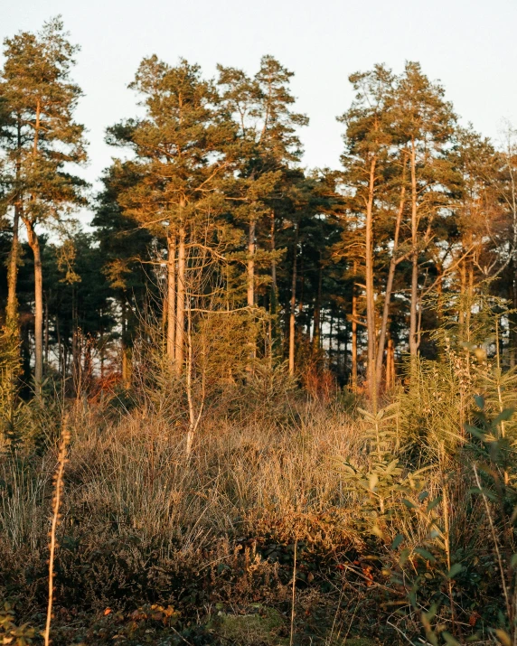 a red fire hydrant sitting in the middle of a forest, by Jan Tengnagel, unsplash, land art, tall plants, panoramic shot, ((trees)), evening light