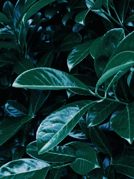 a close up of a plant with green leaves, an album cover, inspired by Elsa Bleda, trending on unsplash, green tea, rich in texture ), official screenshot, hedges