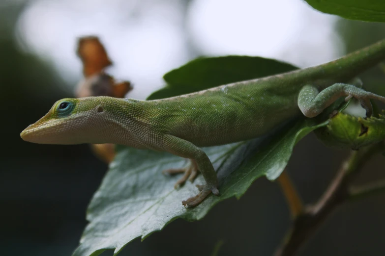 a close up of a lizard on a leaf, trending on pexels, perched in a tree, paul barson, high-quality render, male and female
