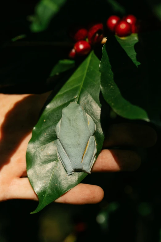 a person holding a leaf with a frog on it, hurufiyya, pale bluish skin, as seen from the canopy, slide show, silver dechroic details