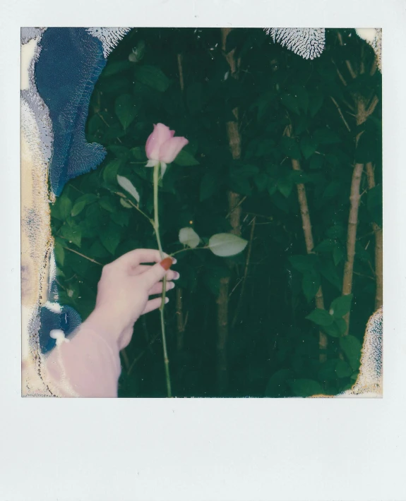 a polaroid picture of a person holding a flower, inspired by Elsa Bleda, green and pink, damaged film, growing out of a giant rose, by jim bush and ed repka