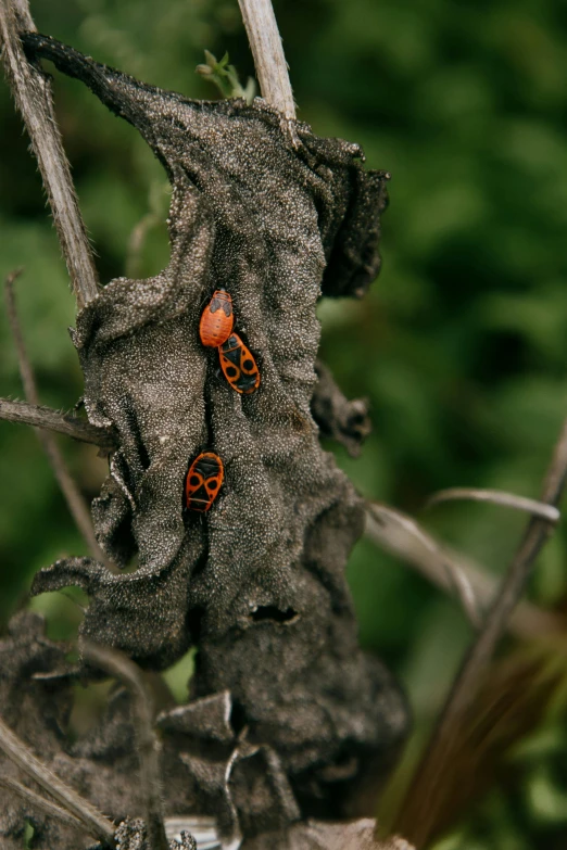a couple of bugs sitting on top of a tree branch, an album cover, unsplash, clathrus - ruber, high quality photo, fungal growth, spotted