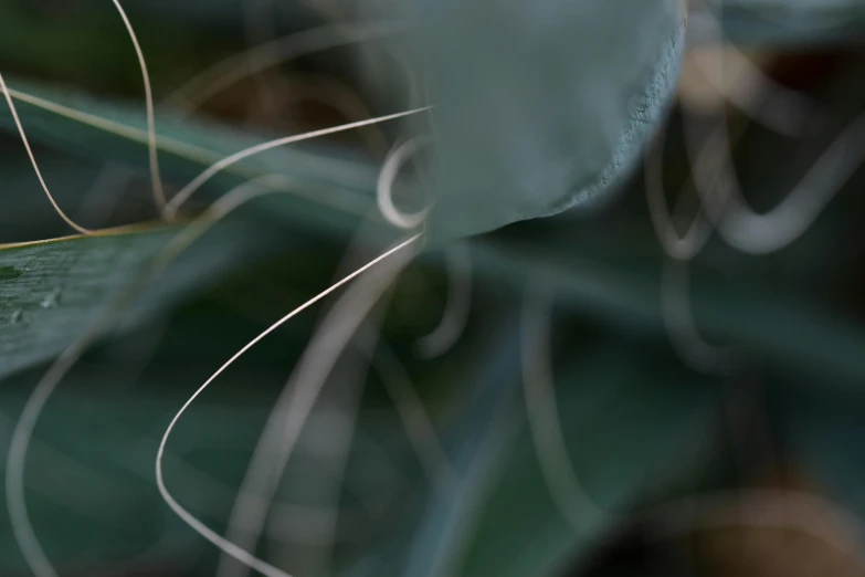 a close up of a leaf with a blurry background, inspired by Patrick Dougherty, unsplash, lyrical abstraction, wispy tendrils of smoke, eucalyptus, hair are curled wired cables, shot on sony a 7