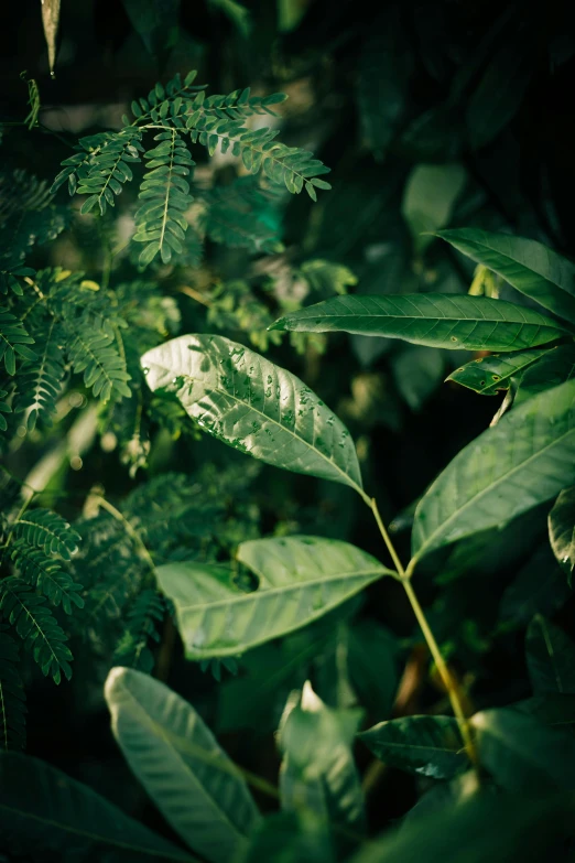 a close up of a plant with green leaves, walking through a lush jungle, sustainable materials, shot on hasselblad