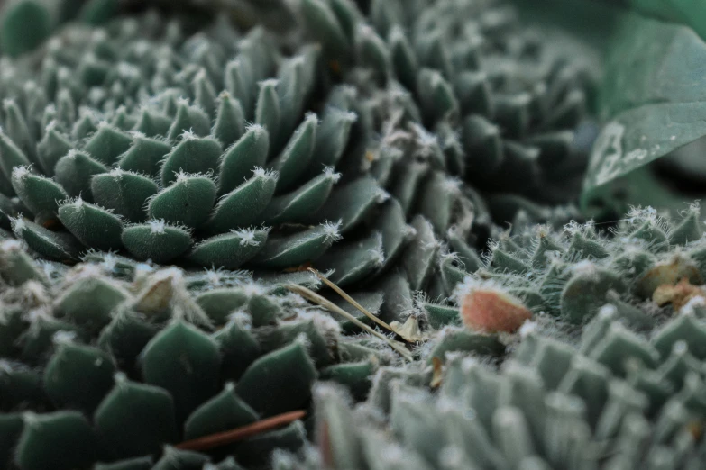 a close up of a plant with frost on it, pexels contest winner, robotic cactus design, pastel green, grey, sprawling