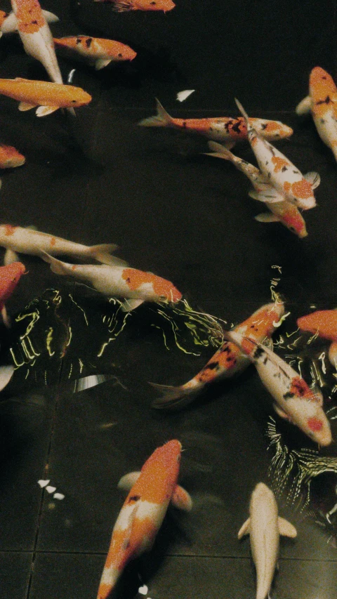 a group of koi fish swimming in a pond, an album cover, by Robert Peak, pexels, 1990s photograph, mat collishaw, grainy photo, demur