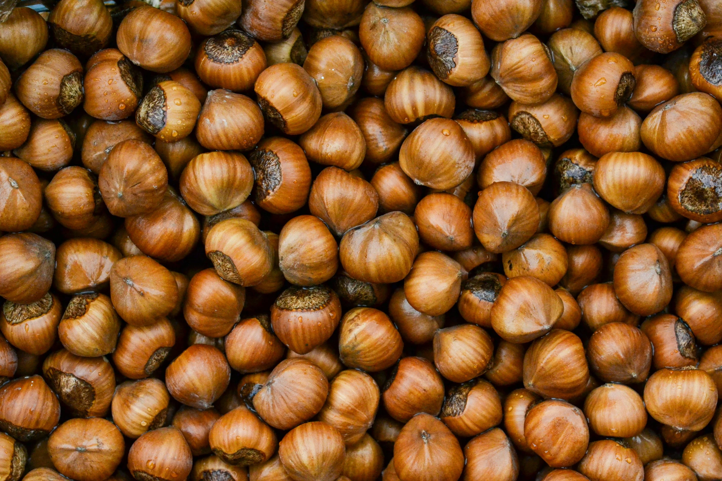 a pile of brown onions sitting on top of each other, an album cover, by Yasushi Sugiyama, pexels, some oak acorns, hyper detailed hyper detailed, nut, 1 6 x 1 6