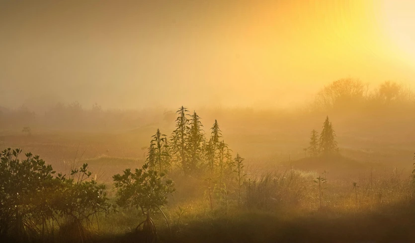 a foggy field with trees and bushes in the foreground, pixabay contest winner, radiating golden light, boreal forest, paul barson, early morning sunrise