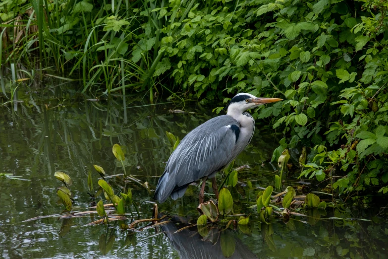 a bird that is standing in the water, overgrown with aquatic plants, grey, taken with sony alpha 9, 🦩🪐🐞👩🏻🦳